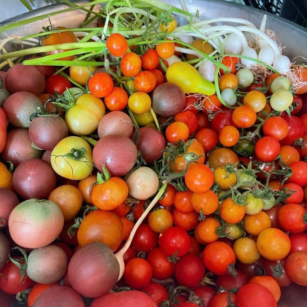 Best Tomato🍅✨sauce  And it’s infused with our grass fed beef broth🥫🍝